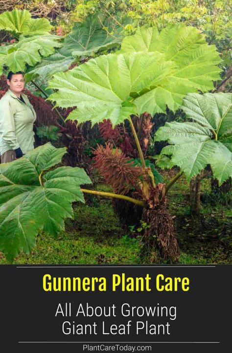 Gunnera Plant (Giant Leaf Plant) very large leaves, rounded, thick stalks on undersides, small flowers, small spherical fruit. [DETAILS] Gunnera Plant, Giant Plants, Tropical Courtyard, Large Leaf Plants, Big Leaf Plants, Tropical Garden Plants, Cement Leaves, Rhubarb Plants, Shade Garden Plants