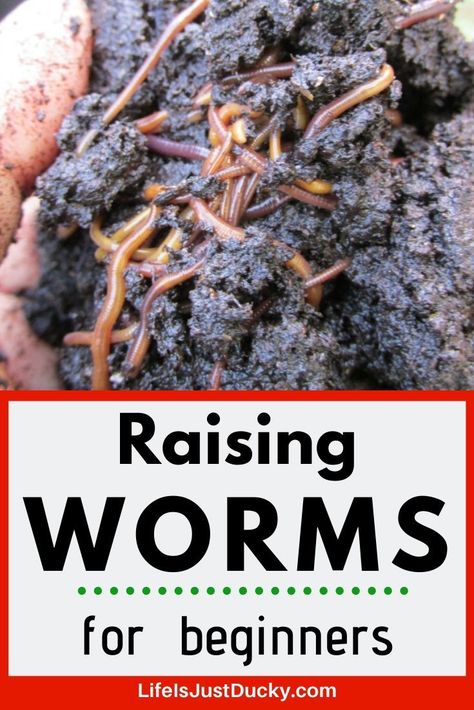 Earthworm Farm, Raising Worms, Vermicomposting Worm Farm, Red Worm Composting, Worm Farm Diy, Meal Worms Raising, Compost Turner, Worm Beds, Worm Composting Bin