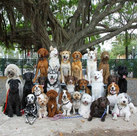 Group Dog Photos, 5 Dogs Together, Lots Of Dogs Together, Many Dogs Together, Dog 7 Photo, Group Of Dogs Aesthetic, 4 Dogs Together, Dog Group Photo, Dogs Group Photo