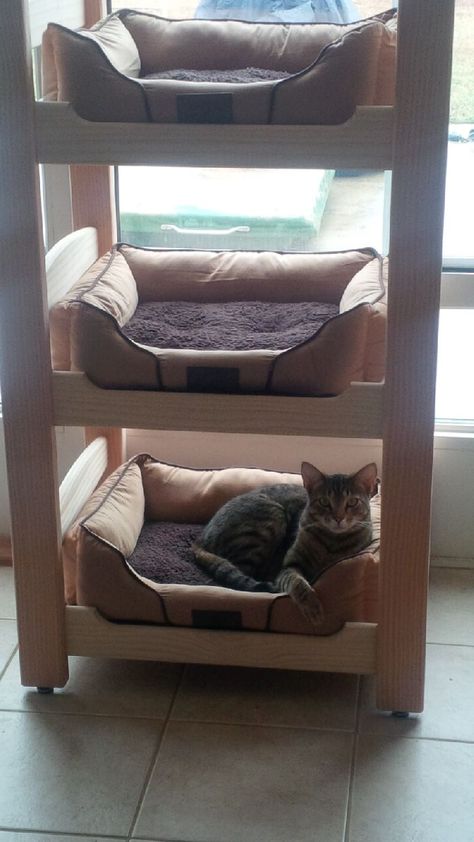 Multiple Cat Bed Ideas, Cat Bunk Beds Diy, Bunk Bed Diy, Cat Bunk Beds, Pet Bunk Bed, Cool Cat Beds, Diy Cat Tower, Diy Cat Enclosure, Cat Bedroom