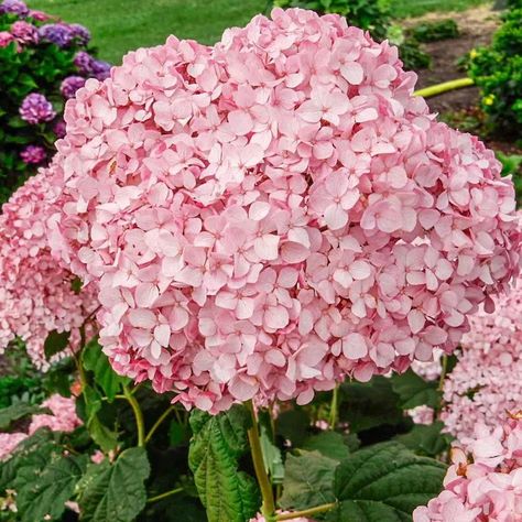 Spring Hill Nurseries Pinkerella Hydrangea Pink Flowering Shrub in Bare Root in the Shrubs department at Lowes.com Vanilla Strawberry Hydrangea, Strawberry Hydrangea, Hydrangea Pink, Hydrangea Shrub, Spring Hill Nursery, Flower Types, Backyard Flowers, Winter Plants, Spring Plants