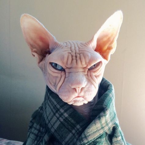 Grumpy Face, Sphinx Cat, Hairless Cat, Sphynx Cat, Sphynx, Grumpy Cat, Beautiful Cats, Crazy Cats, Cat Pics