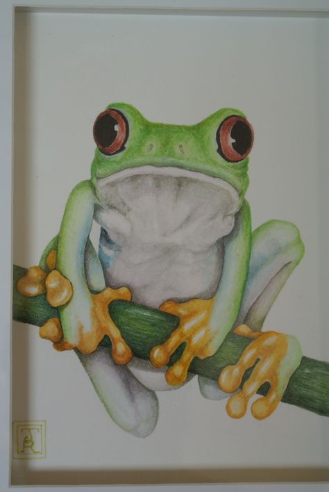 my watercolour of a green tree frog Green Tree Frog Painting, Tree Frogs Drawing, Paintings Of Frogs, Red Eyed Tree Frog Drawing, Tree Frog Drawing, Watercolour Frog, Tree Frog Painting, Frogs Illustration, Frog Artwork