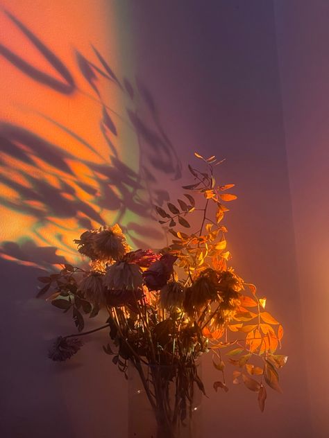 Two Flowers Aesthetic, Flower Asthetics Drawings, Burning Flowers Aesthetic, Wilting Flowers Aesthetic, Wilted Flowers Aesthetic, Flower Aesthetic Orange, Aesthetic Flowers Dark, Orange Aesthetic Pictures, Flower Aesthetic Pictures