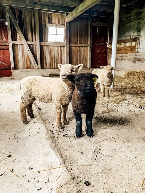 Our Farm Babies Are Here! - Midcounty Journal Babydoll Sheep, Country Family, Baby Farm Animals, Farm Lifestyle, Baby Sheep, Future Farms, Farm Baby, Mini Farm, Sheep Farm