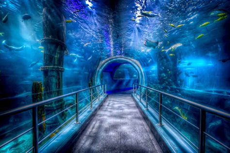 Melbourne Aquarium, Visit Melbourne, Life Aquatic, Creative Eye, Tourist Spots, Places Of Interest, Landscape Pictures, Incredible Places, Dream Vacation