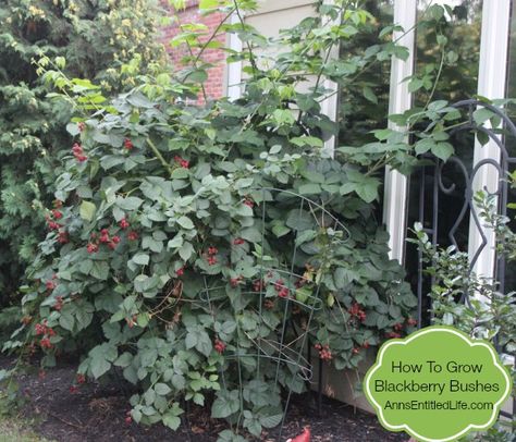 How To Grow Blackberry Bushes Blackberry Garden, Blackberry Bushes, Thornless Blackberries, Blackberry Plants, Growing Blackberries, Blackberry Bush, Growing Fruit Trees, Bush Plant, Gardening Vegetables