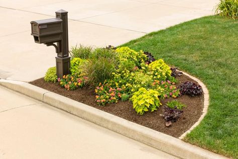 Mailbox Plants, Mailbox Garden, Mailbox Landscaping, Porch Planters, Babies Breath, Ornamental Trees, Home Landscaping, Landscaping Tips, House Landscape