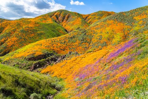 Rare California Super Bloom Ignites the Hills in Vibrant Orange Poppies Pinnacles National Park, Super Bloom, Lassen Volcanic, Channel Islands National Park, Lassen Volcanic National Park, Yellow Wildflowers, Lake Elsinore, Orange Poppy, Surrealism Painting