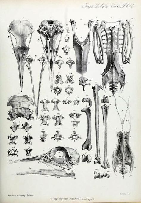 bones Bird Bones, Scientific Drawing, Skull Anatomy, Animal Skeletons, Science Illustration, Bones And Muscles, Animal Bones, Bird Skull, Sketchbook Pages