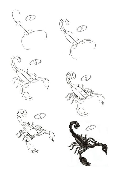 Drawing Of A Scorpion, Scorpio Easy Drawing, How To Draw Scorpion Step By Step, Bug Drawing Tutorial, Easy Scorpion Drawing, How To Draw Scorpion, Scorpion Tail Drawing, Simple Scorpion Drawing, Scorpions Drawing