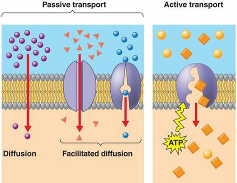 aasgaduli.blogspot.com: Transport across the cell membrane Qanda Questions, Neet Study, Facilitated Diffusion, Membran Sel, Passive Transport, Active Transport, Study Challenge, Cell Transport, Biology Resources