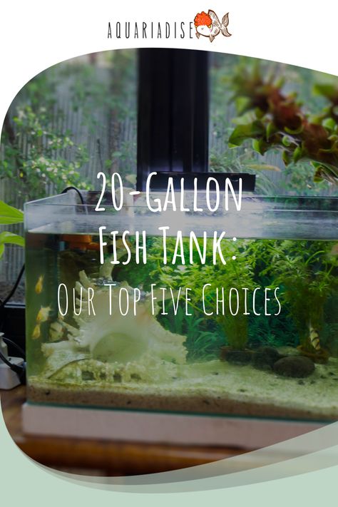 A 20-gallon fish tank can accommodate a variety of fish and invertebrates. We review five of the best 20-gallon fish tanks that are currently on the market and explain how to choose a community of fish for your new tank! 25 Gallon Fish Tank Ideas, 29 Gallon Fish Tank Ideas, 20 Gallon Fish Tank Ideas, 20 Gallon Fish Tank, Modern Fish Tank, Community Fish Tank, Fish For Beginners, 20 Gallon Aquarium, Nano Reef Tank