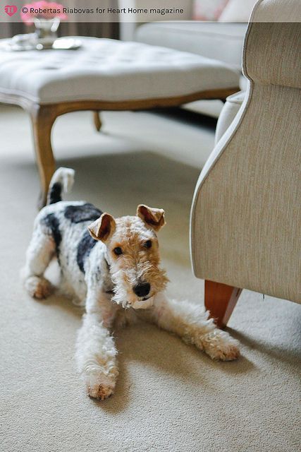 Fox Terrier Puppy, Wirehaired Fox Terrier, Welsh Terrier, Fox Terriers, Wire Fox Terrier, Love My Dog, Terrier Puppy, Poodle Puppy, White Dog