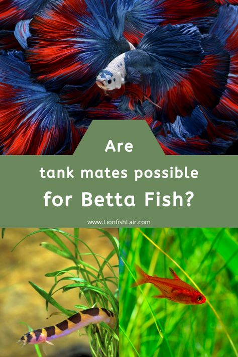 Beta Tank Mates, Types Of Betta Fish, Beta Fish Tank Ideas Aesthetic, Betta Fish Tank Mates, Betta Tank Mates, Tetra Fish, Neon Tetra, Betta Fish Care, Betta Fish Types