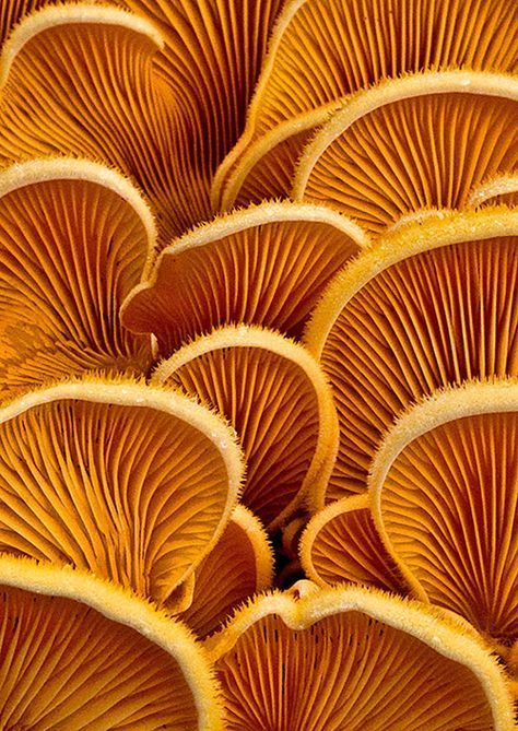 Fungi Pictures, Photographie Art Corps, Motifs Organiques, Mushroom Pictures, Doodle Pattern, Texture Inspiration, Texture Photography, Organic Form, Weird And Wonderful