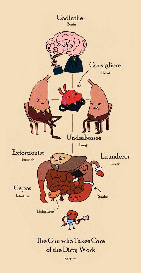 Funny anatomy diagram like a movie - science memes The Awkward Yeti, Biology Humor, Science Jokes, Medical Humor, Science Humor, Nurse Humor, The Godfather, Bones Funny, Biology