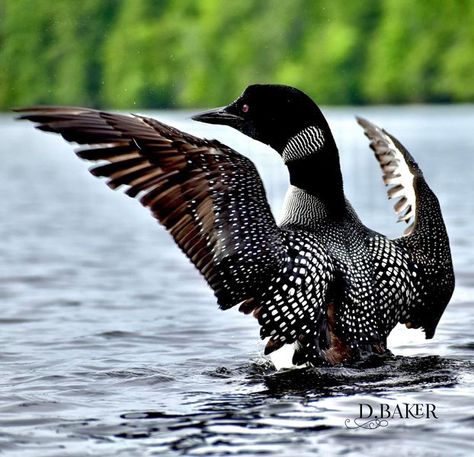 The Maine Photography Page | Common Loon,  Lake  George , Canaan, ME , 7-3-23 | Facebook Common Loon, Maine Photography, Lake George, Word Pictures, Quilt Inspiration, Maine, Lake, Photography, Animals