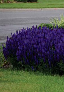 Hostas Garden, Perennial Garden Plans, Garden Perennials, Bed Idea, Hosta Gardens, Gardens Ideas, Sun Perennials, Landscape Landscape, Focal Points