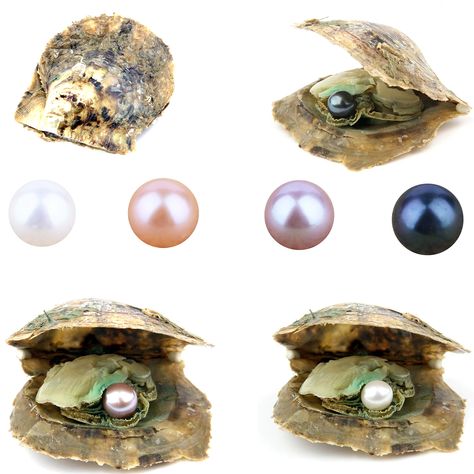 PRICES MAY VARY. Pearl Details: 4pcs/lot , round altwater akoya cultured pearl, single pearl in each oyster, the pearl color is the most popular color, (Total 4 Pearls,4 Colors 6.5-7.5mm) Special Gem: Natural and real pearl with soft luster,you can use it in all occasion,not matter casual or formal style. As a Gift: It's a suitable gift for yourself or your friends and family.You can share the surprise and happy when open the oyster and see the pure pearl.We hope it can bring you lucky, happines Pearl Oyster, Honey Jewelry, Pearl Party, Growing Old Together, Single Pearl, Pearl Details, Oyster Pearl, Anniversary Decorations, Spring Beauty