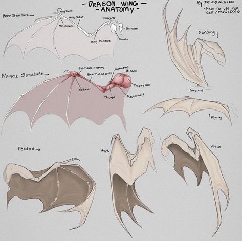 Wing Anatomy, Dragon Anatomy, Wings Drawing, Dragon Artwork Fantasy, Dragon Sketch, Art Tools Drawing, Dragon Wings, Concept Art Drawing, Dragon Artwork