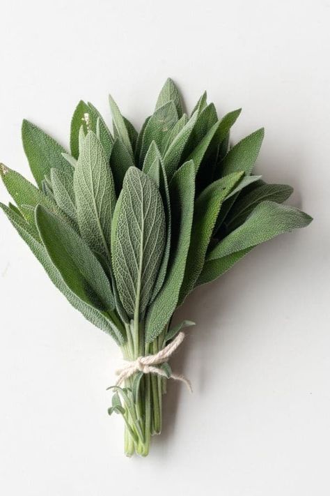 You are going to love growing your own culinary herbs. Here are 9 fresh herbs you can grow in your kitchen window. Perfect for cooking and baking. Sage, rosemary, basil, chives, oregano, mint, parsley, thyme, and cilantro. #freshherbs #culinaryherbs #herbs #gardenherbs Freeze Cilantro, Pasta Evangelists, Herbs For Inflammation, Freezing Cilantro, Herb Planting, Herbs To Grow Indoors, Sage Herb, Herbs To Grow, Lemon Poppyseed Bread