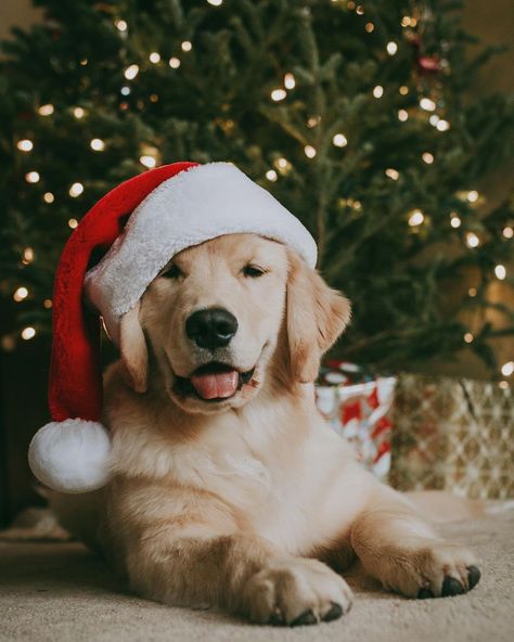 Christmas With Dogs, Christmas Tree And Dogs, Dressed Up Dogs, Dog Christmas Photos, Dog Christmas Pictures, Family Holiday Cards, Merry Christmas Dog, Christmas Dress Up, Diy Ugly Christmas Sweater