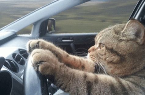 Cat Driving Serious GIF - CatDriving Serious Cat - Discover & Share GIFs Taking Cat, Serious Cat, Funny Cat Images, Cat Travel, Kittens Playing, Save Animals, Funny Cat Memes, Funny Cat Pictures, Happy Cat