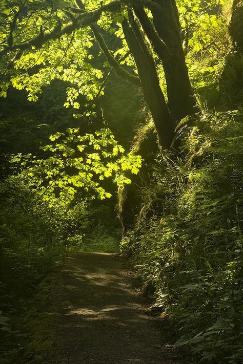 Nice to meet you.. Path In The Woods, Oregon Forest, Matka Natura, Forest Path, Walk In The Woods, Tree Forest, Alam Yang Indah, Lombok, Enchanted Forest