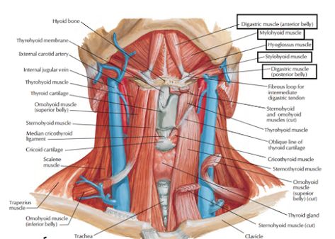 Human Anatomy Lessons: Suprahyoid Muscles Anatomy Of The Neck, Throat Anatomy, Neck Muscle Anatomy, Jugular Vein, Nerve Anatomy, Anatomy Images, Facial Nerve, Ligaments And Tendons, Carotid Artery