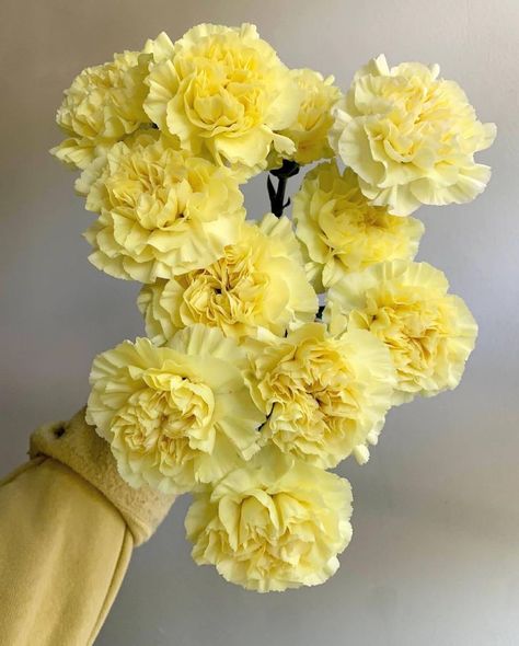 #FlorequisaFlowers #carnation #claveles #clavelesminami #carnations #carnationsflowers #flowergrower #ecuadorianflowers #freshcutflowers #cutflowers Chicken Recipes Lemon, Cake Recipes Lemon, Lemon Chicken Recipes, Lemon Cake Recipes, Lemon Cocktails, Peppered Chicken, Cheesecake Lemon, Lemon Cupcake, Floral Designs Arrangements