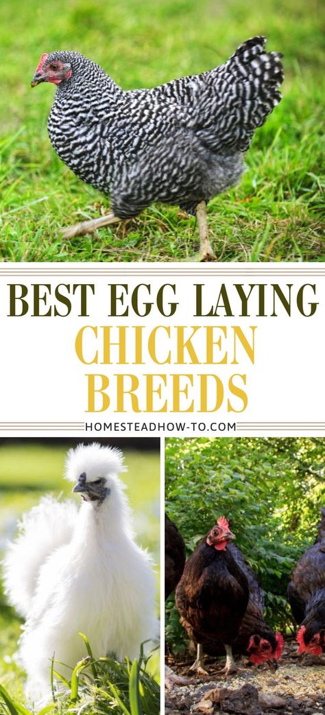 14 Best Egg Laying Chickens For Your Backyard 2 Types Of Egg Laying Chickens, Best Laying Chicken Breeds, Best Chickens For Laying Eggs, Chicken Breeds With Pictures, Delaware Chickens, Chicken Breeds For Eggs, Best Chicken Breeds, Start Homesteading, Rhode Island Red Hen