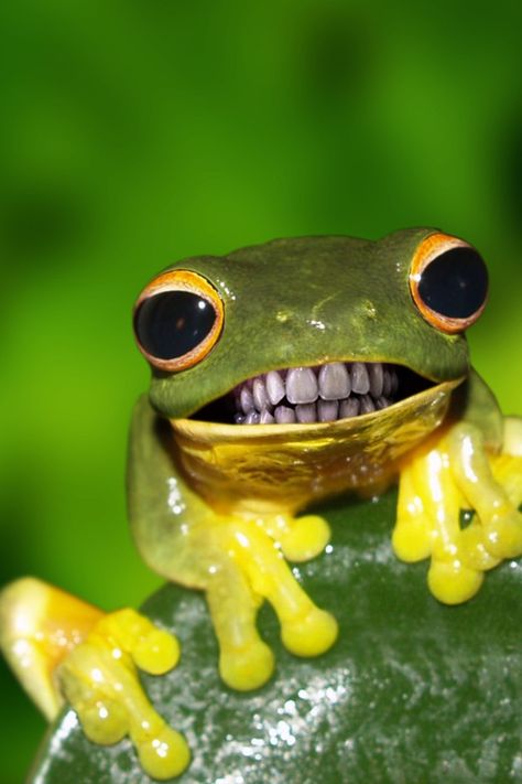 frog with teeth Funny Frog Pictures, Pacman Frog, Frog Costume, Frog Wallpaper, Frog Pictures, Funny Frogs, Frog Art, A Frog, Frog And Toad