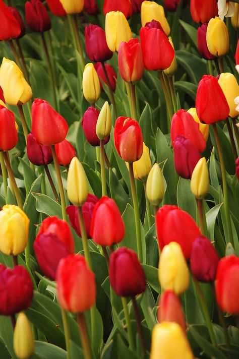 Red And Yellow Tulips, Fresh Tulips, Flower Tulip, Tulip Garden, Gardening Zones, Victorian Garden, Tulips Garden, 5 Elements, Yellow Tulips