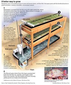 Aquaponics Greenhouse, Backyard Aquaponics, Aquaponics Plants, Aquaponics Fish, Aquaponics Diy, Aquaponic Gardening, Greenhouse Plans, Aquaponics System, Fish Farming