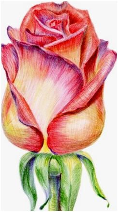 Create Colored Pencil Still Life Drawings, Landscapes, Portraits and More - Learn how with free, easy online lessons. Pencil Still Life, Draw Pencil, Life Drawings, Drawing Realistic, Pencil Portraits, Pencil Drawing Tutorials, Drawing Faces, Still Life Drawing, Online Lessons