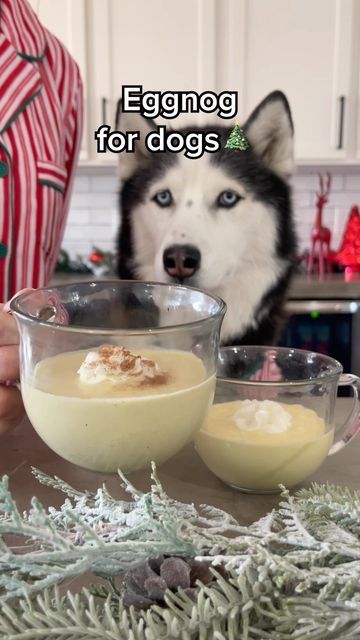 The Husky Fam on Instagram: "Happy December 1st, Let the Christmas festivities begin 🎄 #christmas #eggnog #dog #treat" Dog Treat Christmas, Dog Christmas Dinner, Christmas Treats For Dogs, Dog Christmas Ideas, Dog Christmas Activities, Dog Treats Homemade Christmas, Christmas Dog Treats Recipe, Christmas Dog Ideas, Dog Christmas Treats