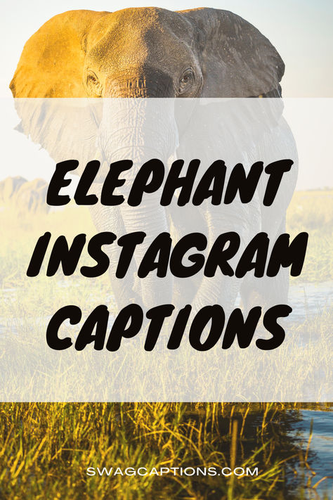 Looking for the best elephant Instagram captions? Discover a collection of captivating and playful quotes perfect for your next wildlife post. From adorable baby elephants to majestic giants, these captions will make your photos stand out. Whether you're capturing the beauty of an elephant in the wild or showcasing your love for these gentle giants, you'll find the perfect words here. Explore the best elephant Instagram captions and let your photos roar with personality. Elephant Captions Instagram, Playful Quotes, Elephant Quotes, Animal Captions, Elephant Park, Baby Elephants, Ig Captions, Quotes For Instagram, Photo Stands