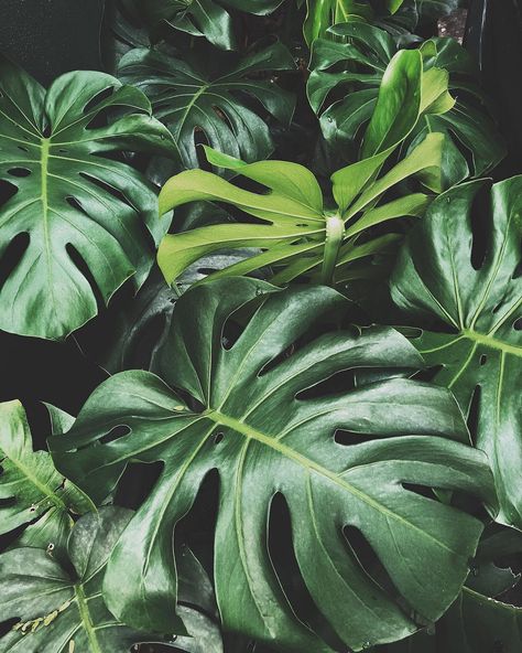 Monstera | Monsteradeliciosa | Plants | Pflanzen | Zimmerpflanzen | urban jungle | greenery | Grün | Houseplants Costa Rica Aesthetic Wallpaper, Theme Nature, Plants Are Friends, Indoor Jungle, Collage Vintage, Plant Aesthetic, Monstera Plant, Nature Plants, Tropical Landscaping