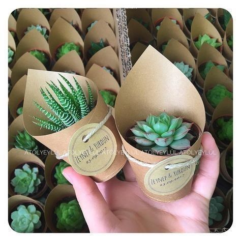 Succulent Party, Plant Wedding Favors, Kaktus Dan Sukulen, Succulent Wedding Favors, Succulent Favors, Gift Favors, نباتات منزلية, Wedding Favors And Gifts, Wedding Giveaways