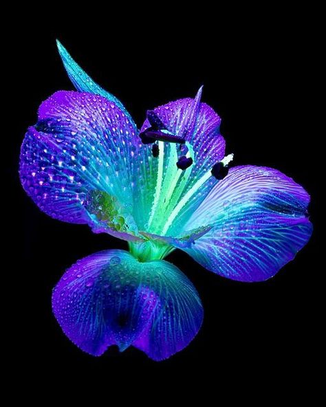 Adam Sanders, Uv Photography, Advanced Higher Art, Transparent Art, Natural Form Art, Nature Light, Future Wallpaper, Neon Flowers, Abstract Fine Art