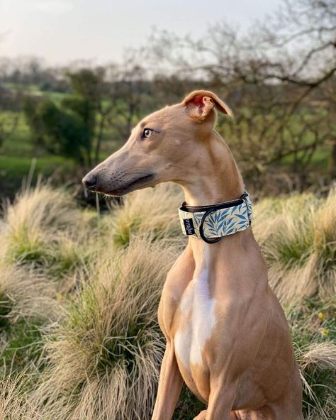 Dog Collar Diy Tutorials, Diy Leather Dog Collar, Dog Collar Pattern, Whippet Collar, Greyhound Collar, Velvet Dog Collar, Luxury Dog Collars, Dog Collar With Name, Cute Dog Collars