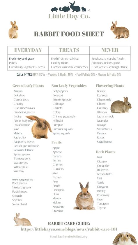 Rabbit care 101 – everything you need to know Pet Rabbit Setup, Bunny Feeding Schedule, Rabbit Tips Bunny Care, How To Take Care Of A Rabbit, Rabbit Farming Ideas, Rabbit Essentials List, Rabbit Needs, Pet Rabbits Indoor, Rabbit Care For Beginners