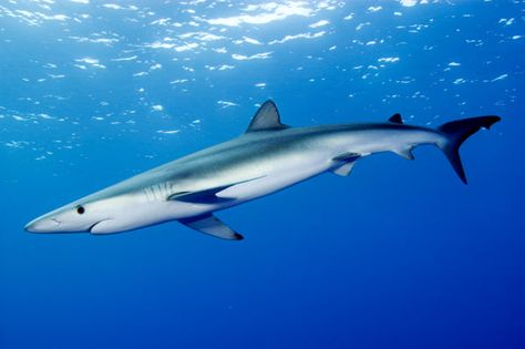 Blue shark Flora Marina, Shark Pictures, Species Of Sharks, Mako Shark, Shark Coloring Pages, Shark Fishing, Blue Shark, Marine Conservation, Incredible Creatures