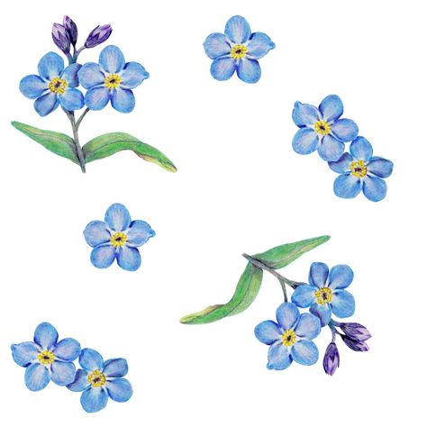 Lots Of Flowers Drawing, Blue Flowers Tattoo Design, Forget Me Not Tattoo Design, Forget Me Not Pattern, Blue Flowers Tattoo, Forget Me Not Flowers Drawing, Blue Flower Tattoo, Forget Me Not Flower Tattoo, Flower Pattern Tattoo