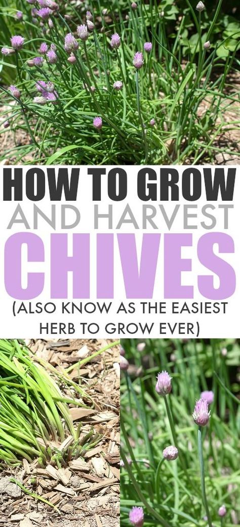 How To Plant Chives, How To Harvest Chives, Chive Garden, Harvesting Chives, How To Grow Chives, Chives Garden, Grow Chives, German Garden, Tomato Gardening