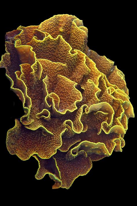 Lettuce Coral, Coral Reef Photography, Coral Reef Art, Bawah Air, Sea Plants, Coral Art, Beautiful Sea Creatures, Sea Coral, Freshwater Aquarium