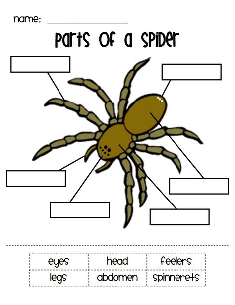 #etlobest #science #spiders #CharlottesWebUnit Spiders For Kids, Parts Of A Spider, Spider Lessons, Charlottes Web Activities, Spiders Preschool, Charlotte's Web Book, Spider Unit, The Very Busy Spider, Spider Activities