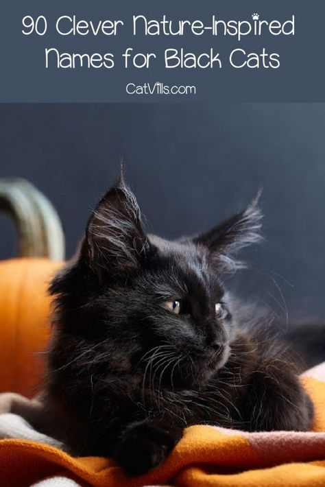 Finding nature names for black cats is not always easy, but we've got you covered! Check out 90 amazing ideas that you'll love! Male Black Cat Names, Kitten Names Boy, Kitten Names Girl, Black Cat Names, Cat Names Unique, Nature Inspired Names, Boy Cat Names, Girl Cat Names, Unique Cat Names