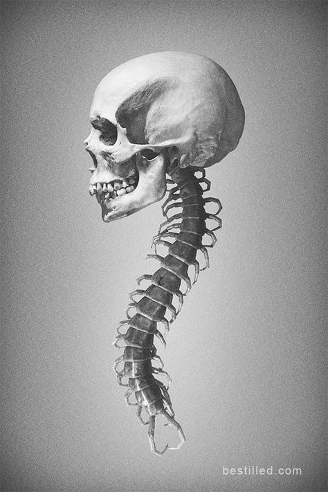 Art In Black And White, Tattoo Son, Skull Anatomy, Christmas Skull, Skull Reference, Monster Ideas, Personal Investigation, Red And Green Christmas, Human Skeleton